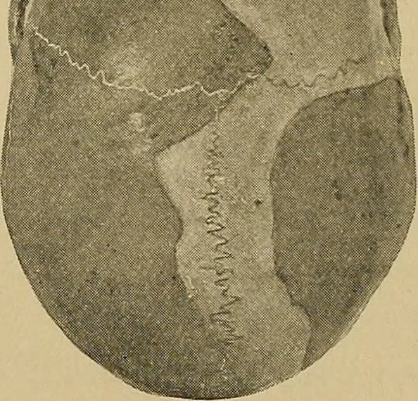 An illustration from Men of the old stone age, their environment, life and art, 1915, leaf 172
