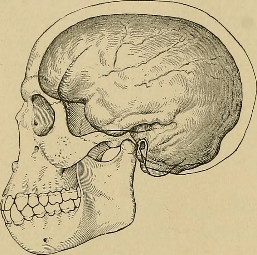 An illustration from Men of the old stone age, their environment, life and art, 1915, leaf 175