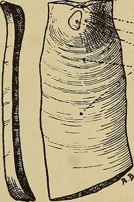An illustration from Men of the old stone age, their environment, life and art, 1915, leaf 206
