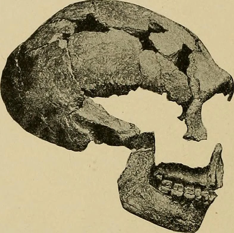 An illustration from Men of the old stone age, their environment, life and art, 1915, leaf 255