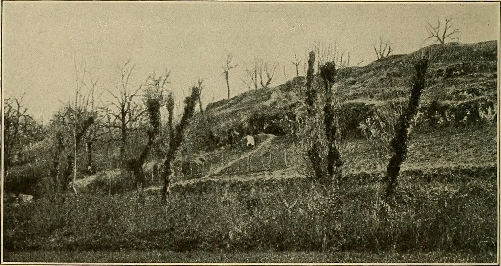 An illustration from Men of the old stone age, their environment, life and art, 1915, leaf 257