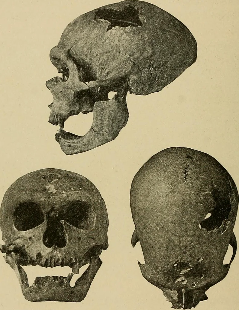 An illustration from Men of the old stone age, their environment, life and art, 1915, leaf 259