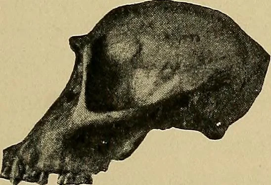 An illustration from Men of the old stone age, their environment, life and art, 1915, leaf 262