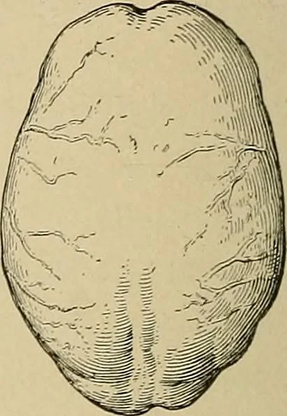 An illustration from Men of the old stone age, their environment, life and art, 1915, leaf 271