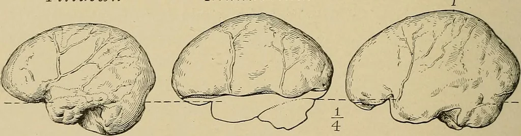 An illustration from Men of the old stone age, their environment, life and art, 1915, leaf 271
