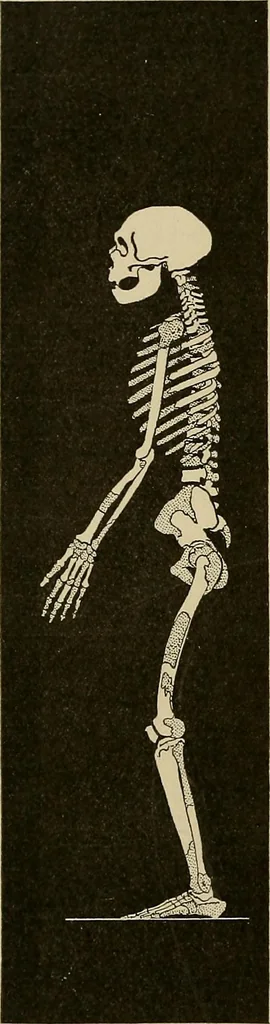 An illustration from Men of the old stone age, their environment, life and art, 1915, leaf 273