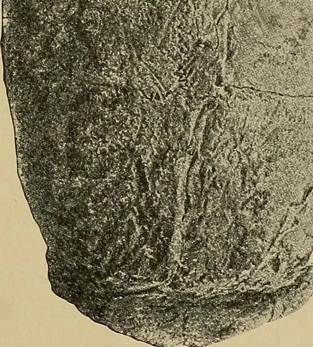 An illustration from Men of the old stone age, their environment, life and art, 1915, leaf 370