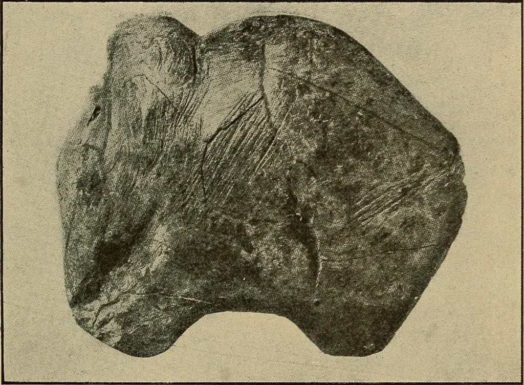 An illustration from Men of the old stone age, their environment, life and art, 1915, leaf 384