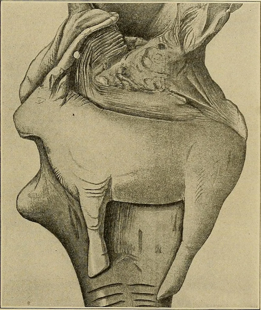 An illustration from Men of the old stone age, their environment, life and art, 1915, leaf 392