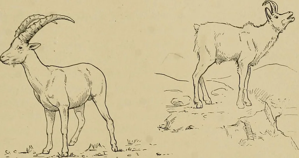 An illustration from Men of the old stone age, their environment, life and art, 1915, leaf 408