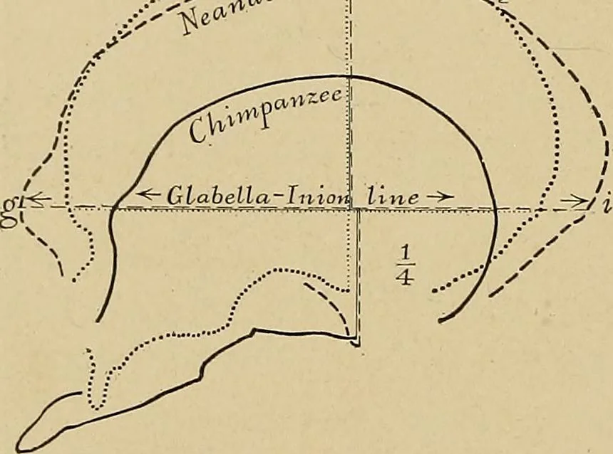 An illustration from Men of the old stone age, their environment, life and art, 1915, leaf 41