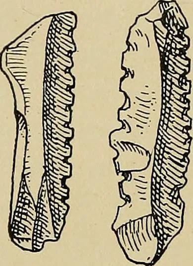 An illustration from Men of the old stone age, their environment, life and art, 1915, leaf 427