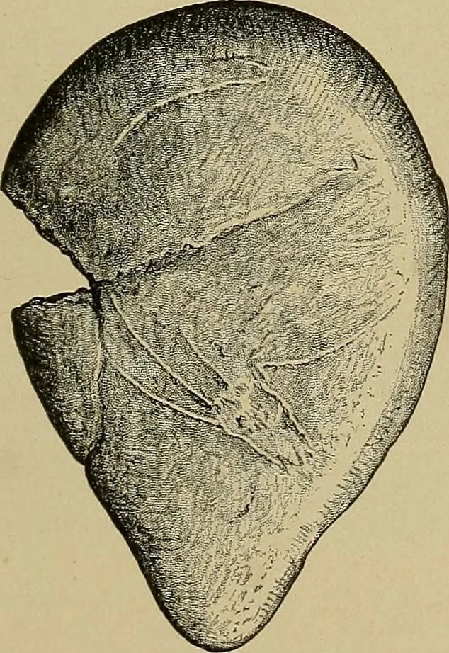 An illustration from Men of the old stone age, their environment, life and art, 1915, leaf 438
