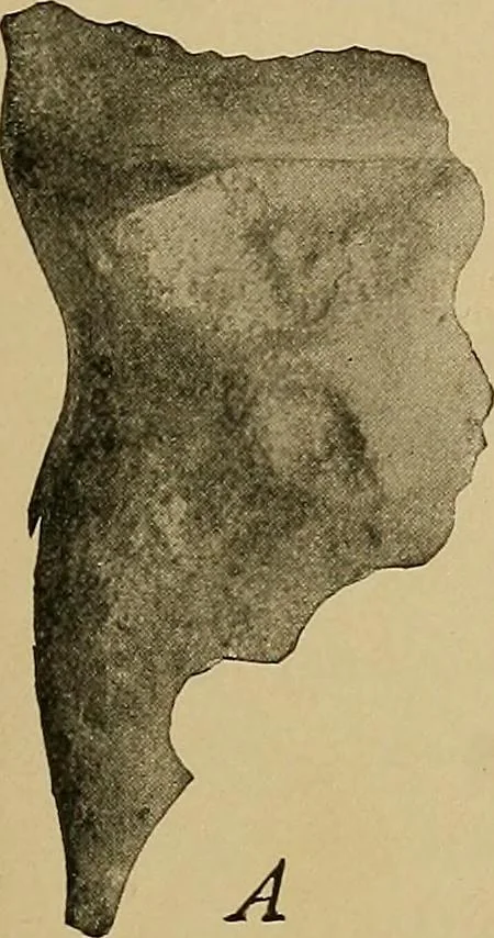 An illustration from Men of the old stone age, their environment, life and art, 1915, leaf 44