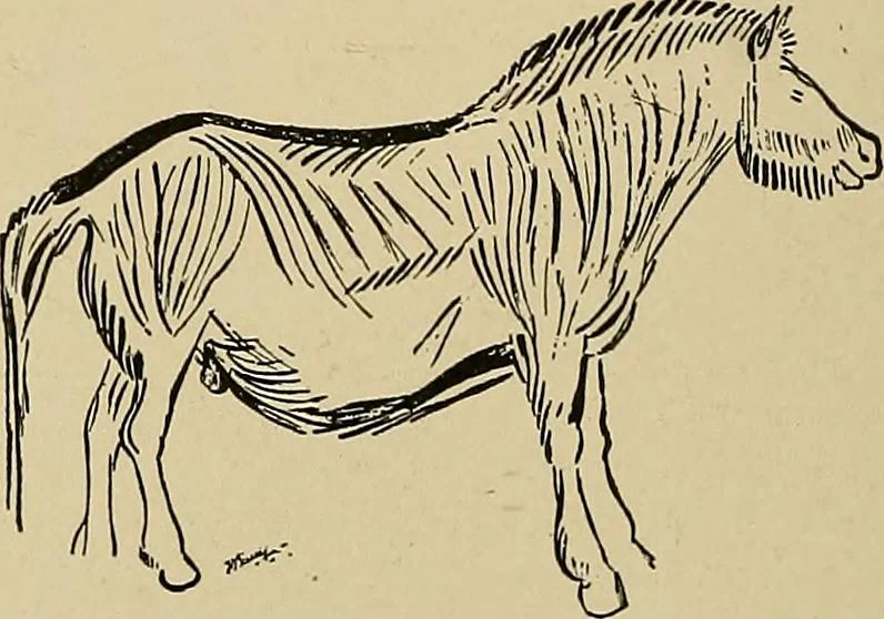 An illustration from Men of the old stone age, their environment, life and art, 1915, leaf 447