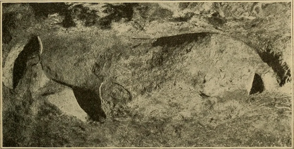 An illustration from Men of the old stone age, their environment, life and art, 1915, leaf 470