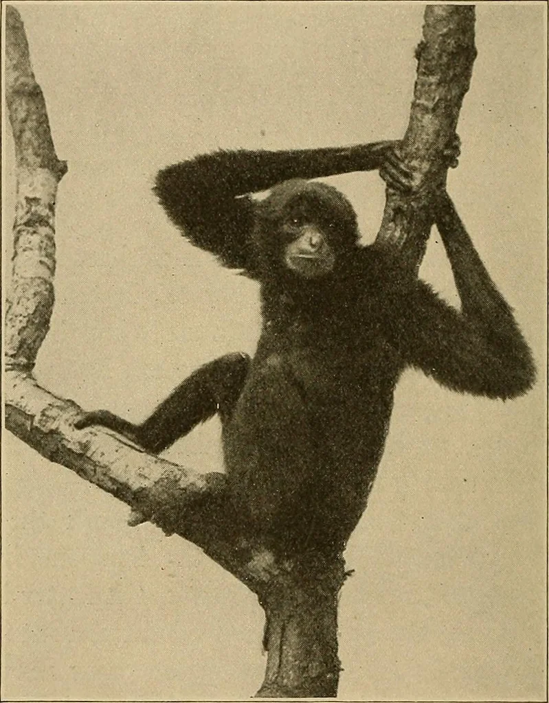 An illustration from Men of the old stone age, their environment, life and art, 1915, leaf 85