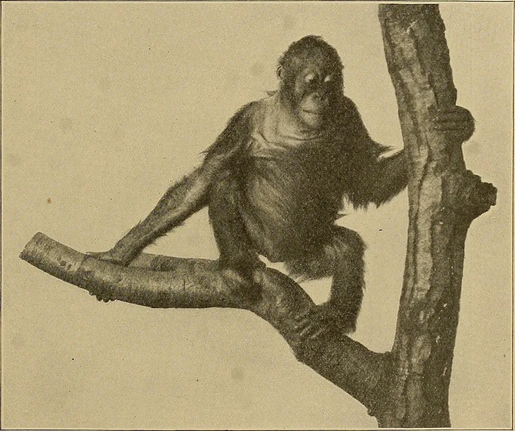 An illustration from Men of the old stone age, their environment, life and art, 1915, leaf 86