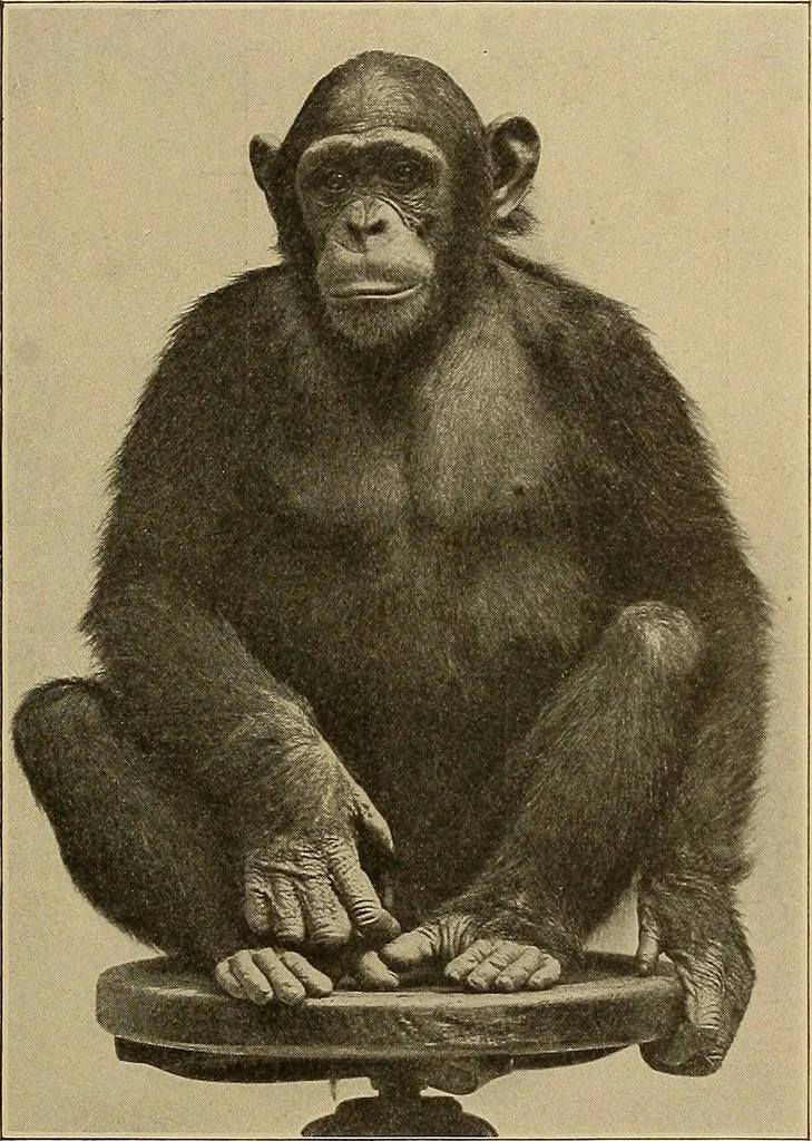 An illustration from Men of the old stone age, their environment, life and art, 1915, leaf 88