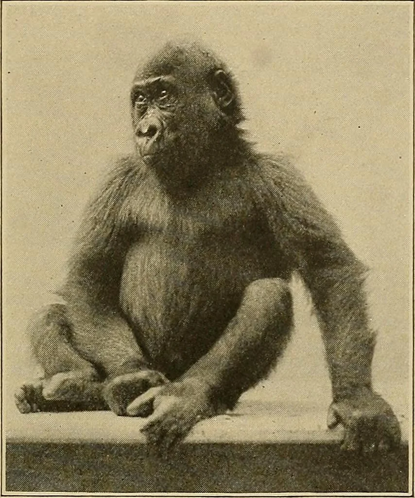 An illustration from Men of the old stone age, their environment, life and art, 1915, leaf 90