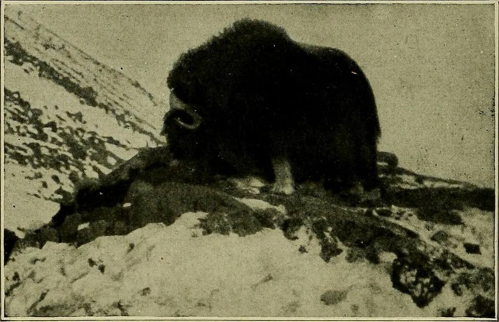 An illustration from Men of the old stone age, their environment, life and art, 1918, leaf 109