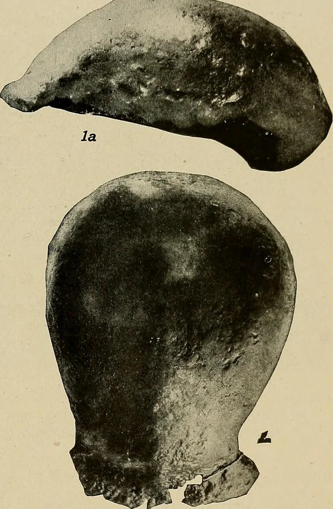 An illustration from Men of the old stone age, their environment, life and art, 1918, leaf 120