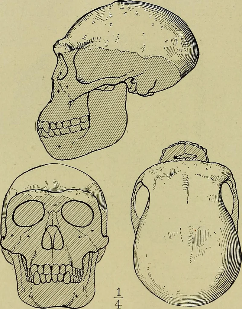 An illustration from Men of the old stone age, their environment, life and art, 1918, leaf 123