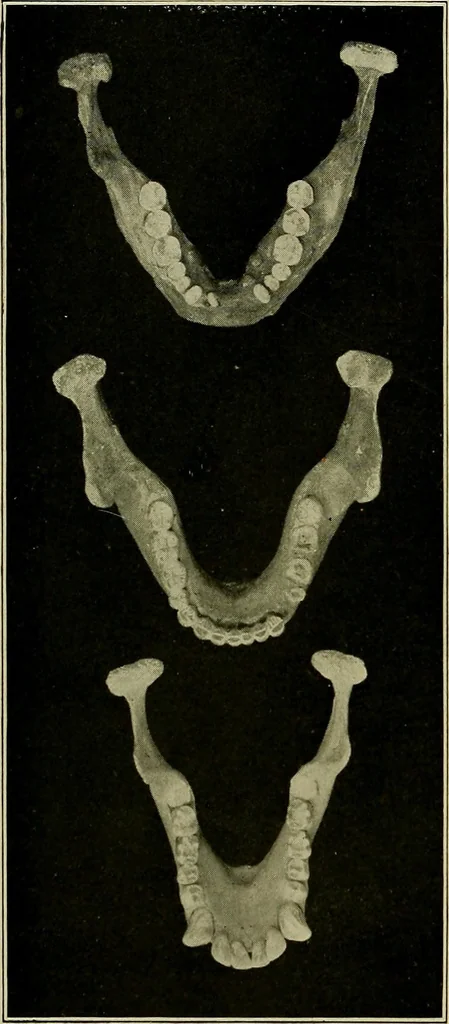 An illustration from Men of the old stone age, their environment, life and art, 1918, leaf 143