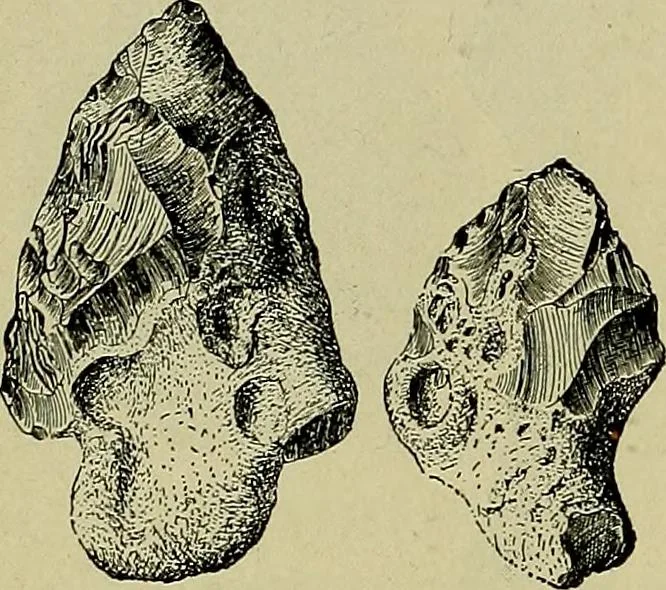 An illustration from Men of the old stone age, their environment, life and art, 1918, leaf 171