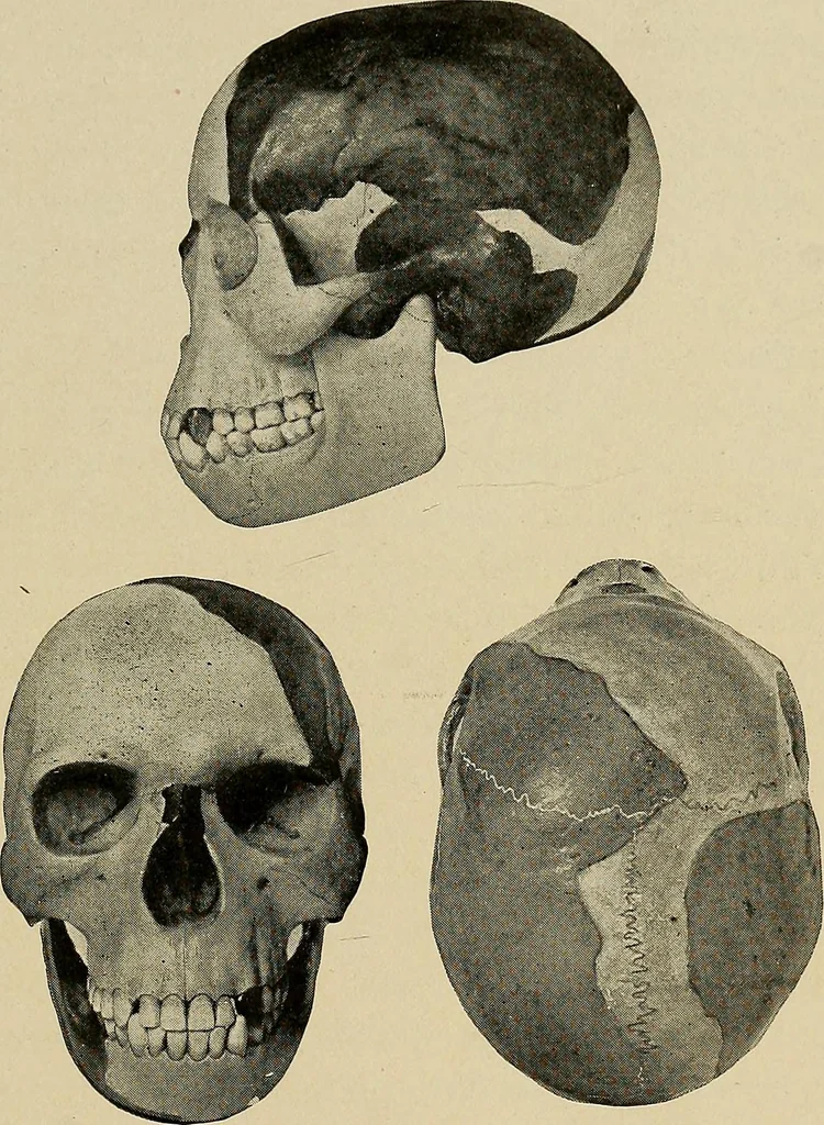 An illustration from Men of the old stone age, their environment, life and art, 1918, leaf 180