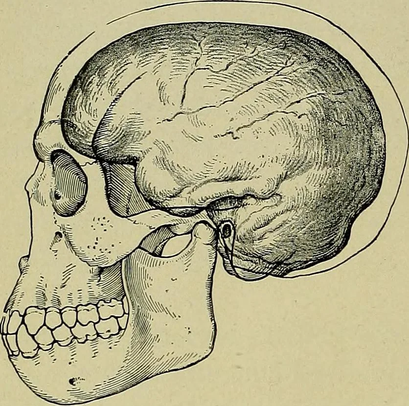 An illustration from Men of the old stone age, their environment, life and art, 1918, leaf 183