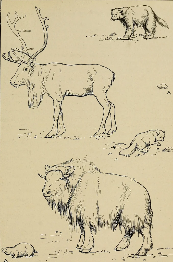 An illustration from Men of the old stone age, their environment, life and art, 1918, leaf 236