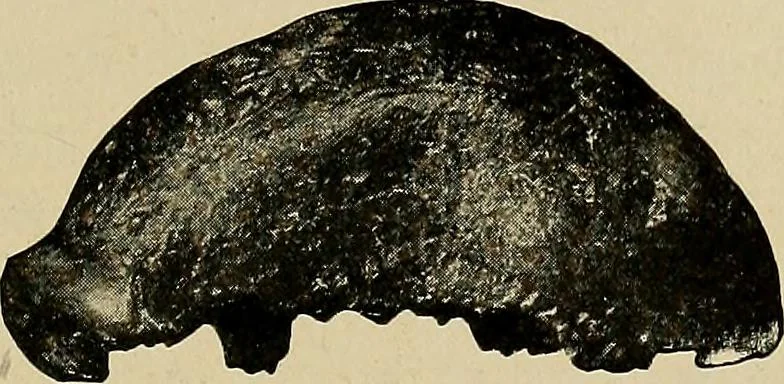 An illustration from Men of the old stone age, their environment, life and art, 1918, leaf 260