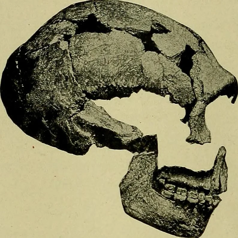An illustration from Men of the old stone age, their environment, life and art, 1918, leaf 263