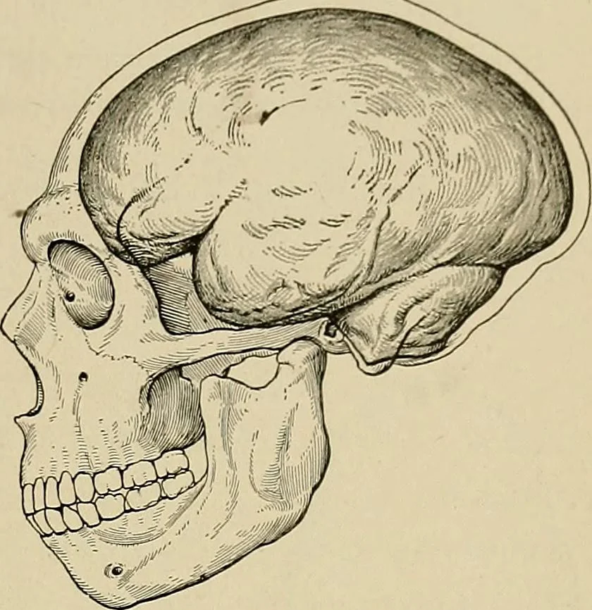 An illustration from Men of the old stone age, their environment, life and art, 1918, leaf 278