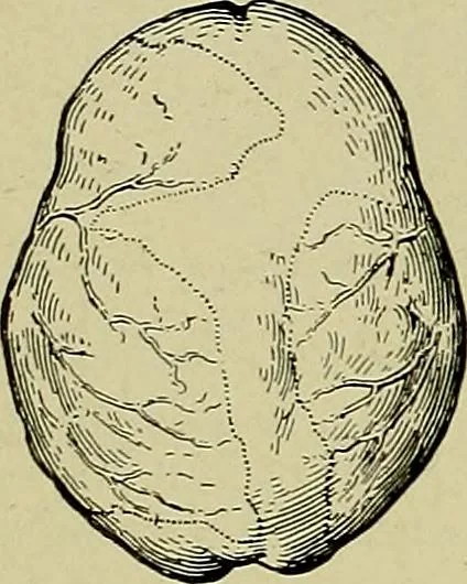 An illustration from Men of the old stone age, their environment, life and art, 1918, leaf 279
