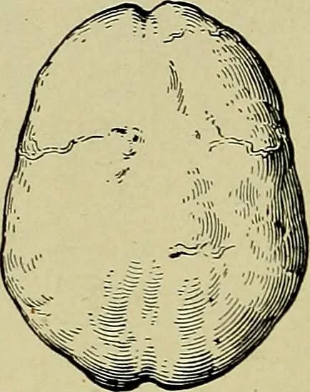 An illustration from Men of the old stone age, their environment, life and art, 1918, leaf 279