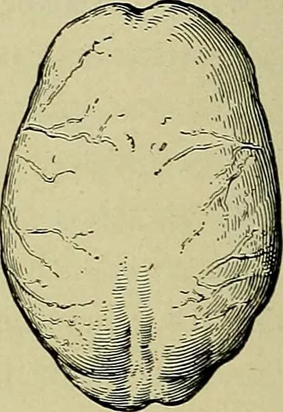 An illustration from Men of the old stone age, their environment, life and art, 1918, leaf 279