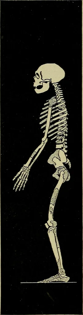 An illustration from Men of the old stone age, their environment, life and art, 1918, leaf 281