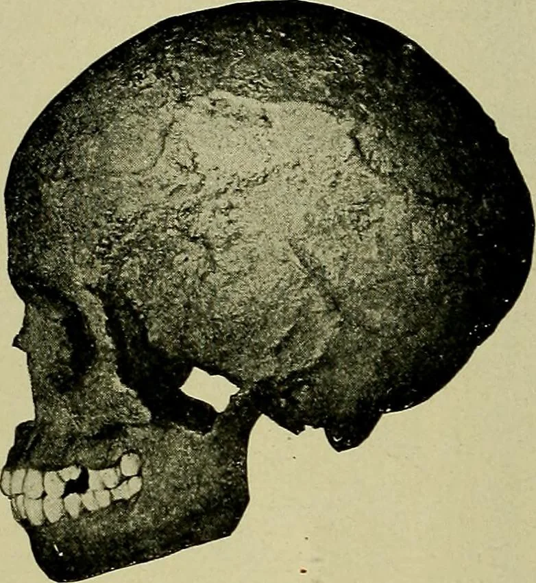 An illustration from Men of the old stone age, their environment, life and art, 1918, leaf 311