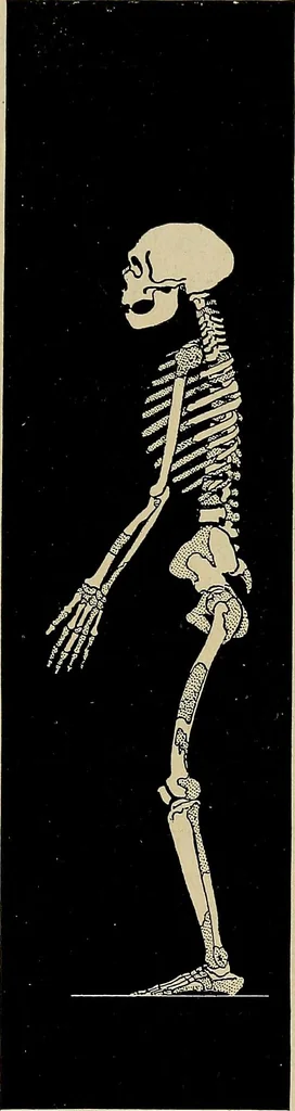 An illustration from Men of the old stone age, their environment, life and art, 1918, leaf 340