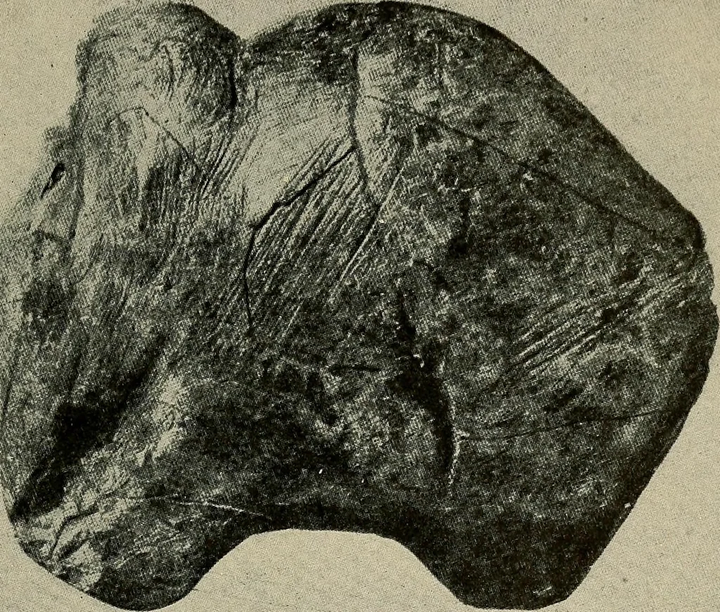 An illustration from Men of the old stone age, their environment, life and art, 1918, leaf 392