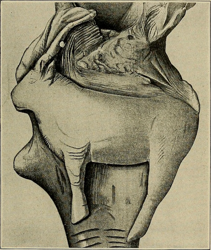 An illustration from Men of the old stone age, their environment, life and art, 1918, leaf 400