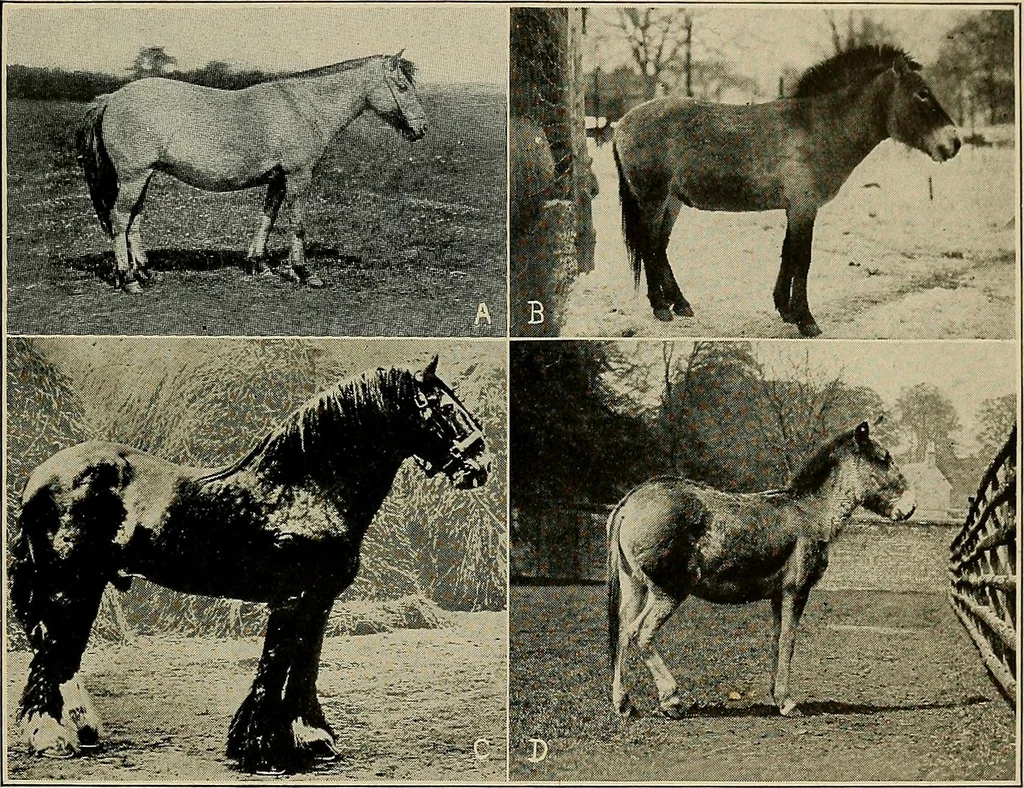 An illustration from Men of the old stone age, their environment, life and art, 1918, leaf 412