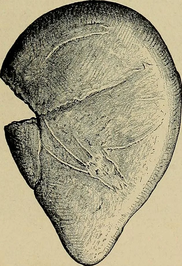 An illustration from Men of the old stone age, their environment, life and art, 1918, leaf 446