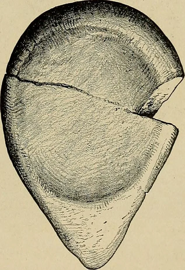 An illustration from Men of the old stone age, their environment, life and art, 1918, leaf 446