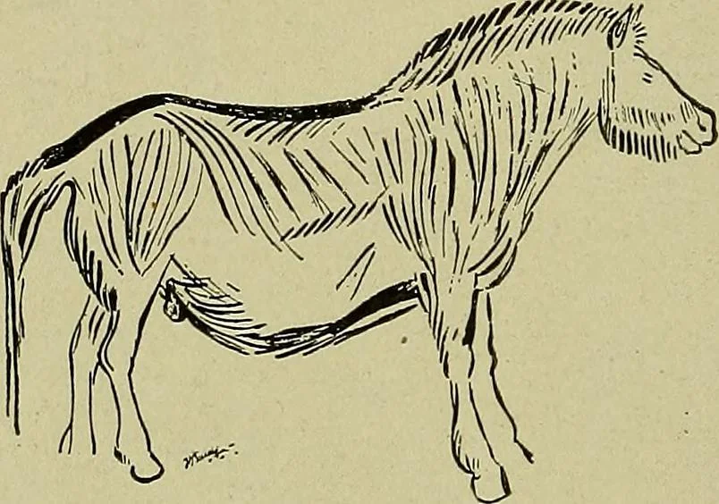An illustration from Men of the old stone age, their environment, life and art, 1918, leaf 455