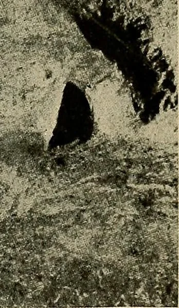 An illustration from Men of the old stone age, their environment, life and art, 1918, leaf 478