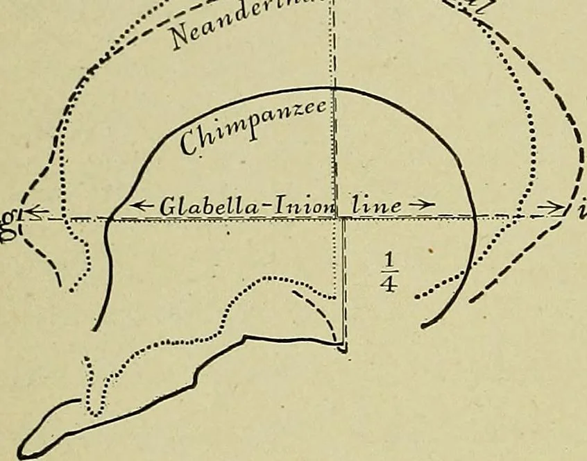 An illustration from Men of the old stone age, their environment, life and art, 1918, leaf 49