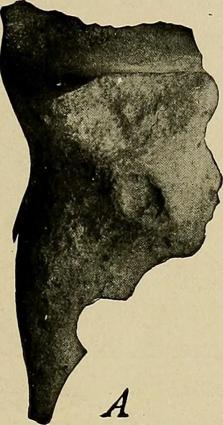 An illustration from Men of the old stone age, their environment, life and art, 1918, leaf 52
